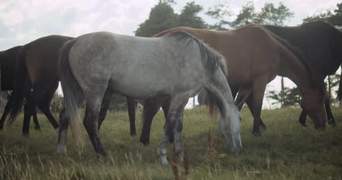 Wildhorses Grazing Together In Meadow