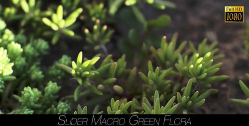 Flore verte 8