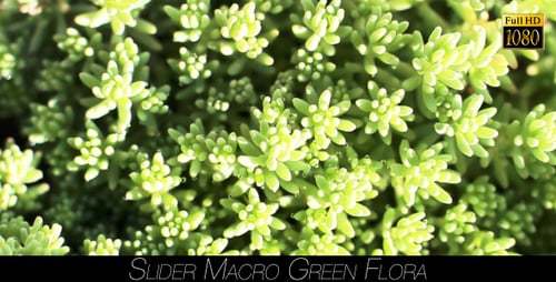 Flore verte 10