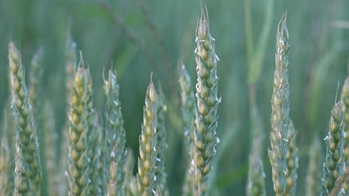 Wheat