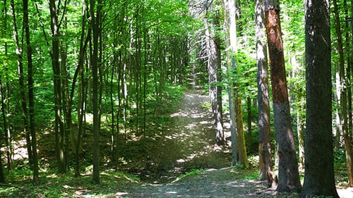 Pathway Through The Dense Woodland Forest