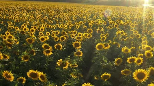 Sunset At The Sunflower Field Aerial View 14
