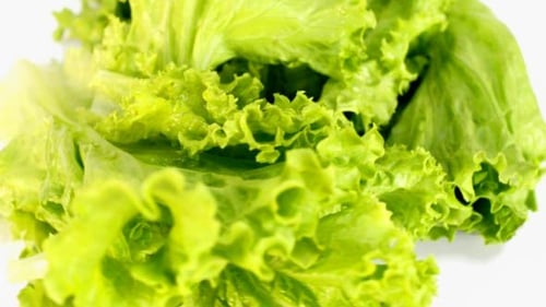 Close Up of Fresh Green Lettuce Leaves