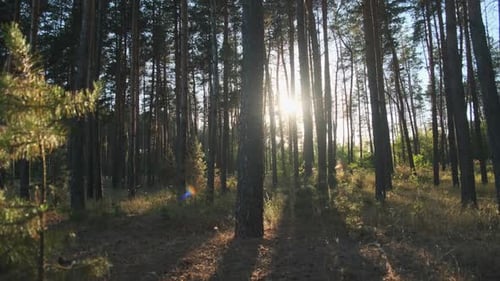 Summer Forest at Sunset