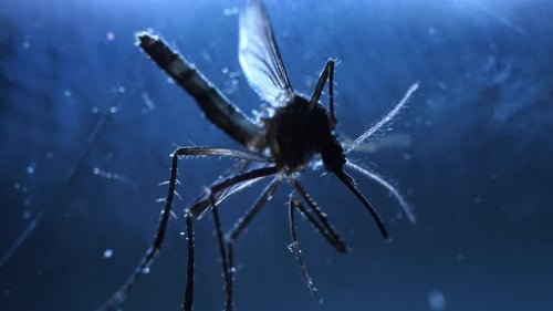 Mosquito Analysis