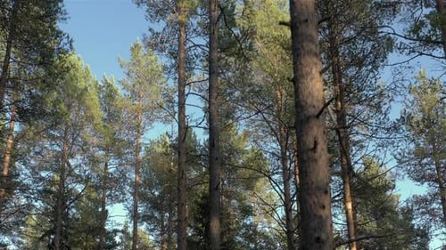 Looking Up At Forest
