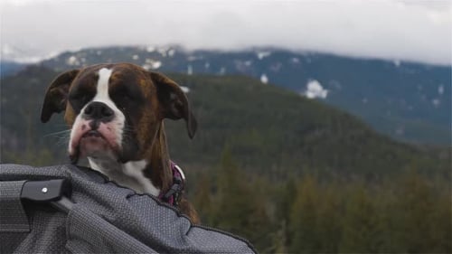 Boxer Dog Observes Mountain Wilderness From Carrier