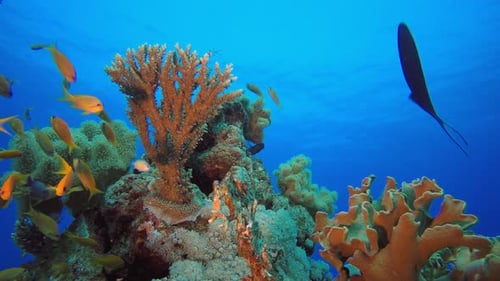 Underwater Scene Coral Reef