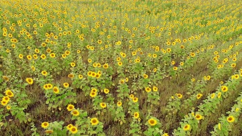 A Bright Field of Rows of Ripe Yellow Sunflowers - Shooting From the Drone - Aerial