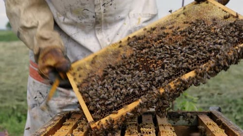 Beekeeper Brushing Bees Off Honeycomb Frame