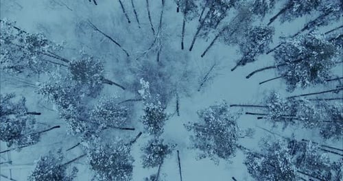 Copter Flies Over the Winter Forest Tall Fir Trees Stand in the Snow