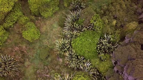 Volando sobre las hojas