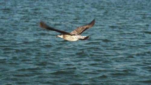 Seagull Flies Over the Ocean