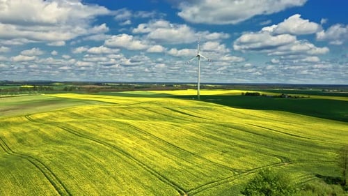 Campos de estupro amarelos e turbina eólica. Agricultura na Polônia.