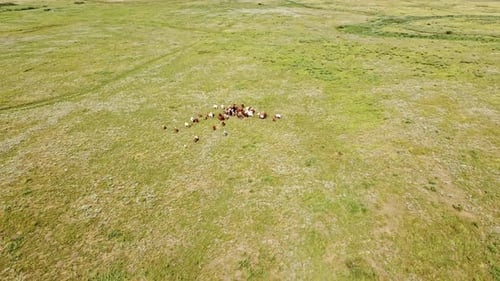 Drone flying above a pasture. Herd of cattle, Aerial view. White, brown cows eat grass in Sunny day.