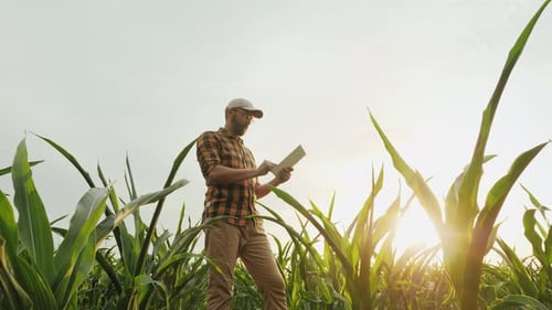 Farmer Using Tablet in Cornfield on Sunny Day