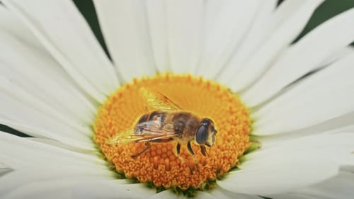 a Bee Collects Nectar on a Camomile