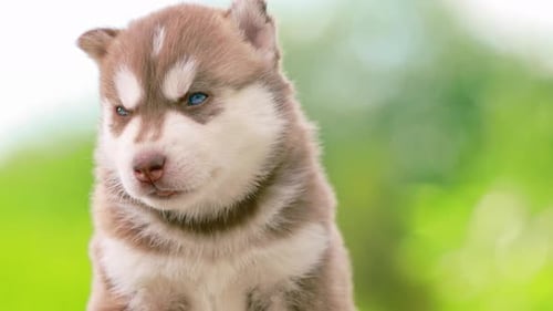 Close Up Portrait Fourweekold Husky Puppy Of Whitebrown Color Standing On Wooden Ground