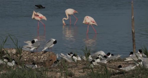 Un troupeau de goélands méditerranéens pendant la période d'incubation des œufs, Camargue