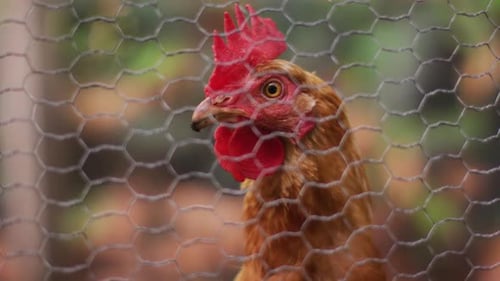 Close up of brown hen looking through chicken wire in garden coop