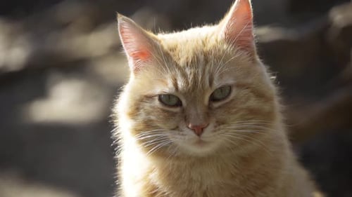 Ingwerkatze sitzt im grünen Gras und beobachtet Umgebung Katze geht draußen Haustier Jagd auf