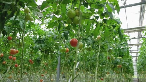 Tomato Plants with Green and Red Fruit in Greenhouse