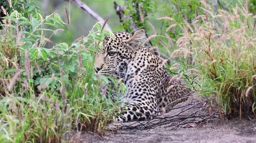 Léopard allongé dans l'herbe Sabi Sands Game Reserve en Afrique du Sud
