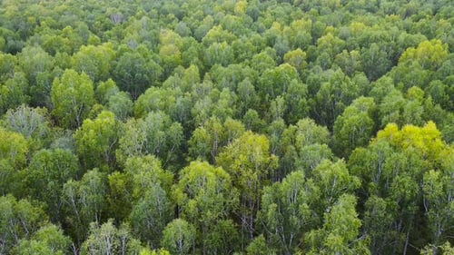 Luftflug über Evergreen Forest