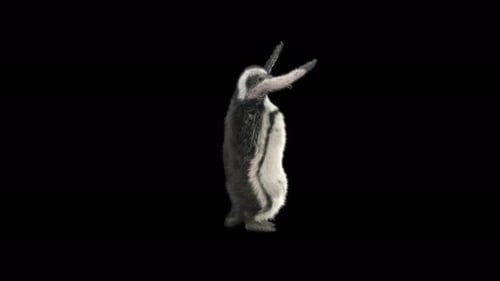 78 Pinguin tanzen 4K