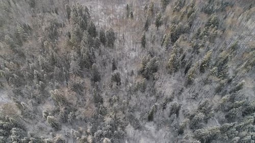 Winter Landscape with Forest