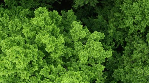 Viele schöne grüne Wälder
