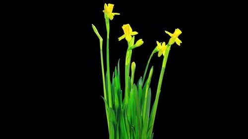 Yellow daffodil blossom, time-lapse with alpha channel