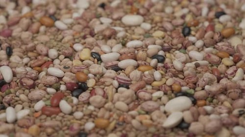 Colorful Dried Legumes Bean and Lentil Mix