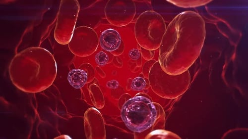Dentro del sistema vascular 02 4K