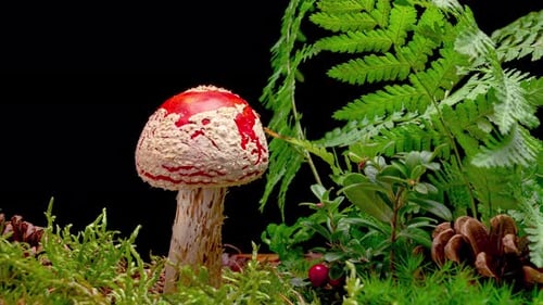 Red and White Toadstool Mushroom Amongst Ferns