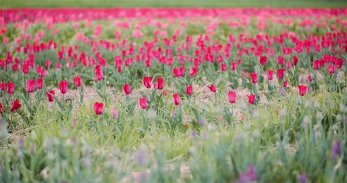 Blooming Tulips on Agriculture Field