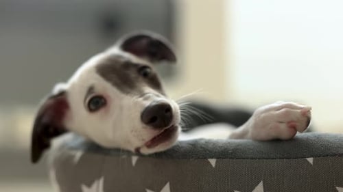 Cute White Puppy Dog Resting in Dog Bed