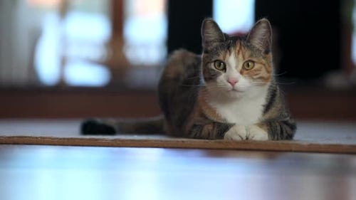 Süße dreifarbige Katze, die zu Hause auf dem Boden liegt