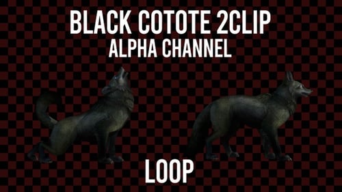Black Coyote 2clip Loop Alpha