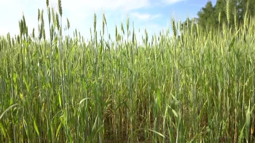 Wheat Agricultural Field in Summer at Sunset