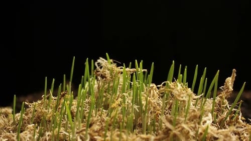 Culture du blé vert frais. Timelapse avec la nouvelle vie des plantes en croissance