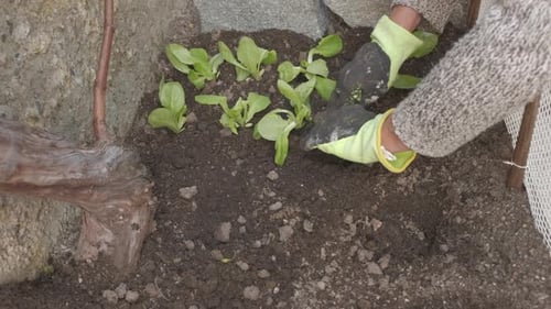 Farmer hands gloves planting salad vegetable in organic agriculture cultivation home garden