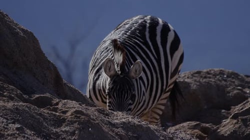 Zebra in sand hills of africa