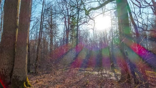Spring Forest and Sun