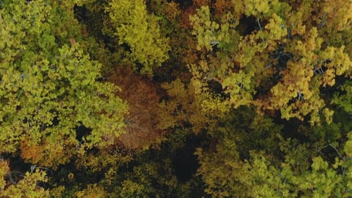 Yellow Autumn Forest. Aerial Photography, Tree with Colorful Foliage, Top View
