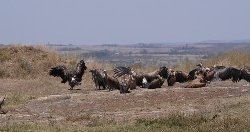 Afrikanischer Weißrückengeier, Gyps africanus, Gruppe beim Sonnenbad, Nairobi Park in Kenia