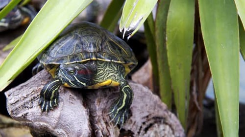 Tortue aquatique reptile animal dans une piscine d'eau