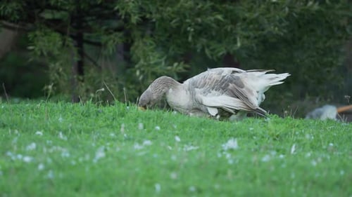 Grey Domestic Geese Nibble Grass on the Field. Summer Evening.