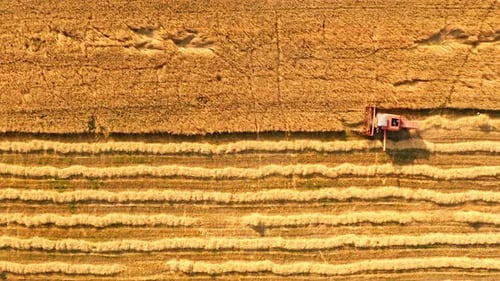 Top view of combine on field during harvest, aerial view