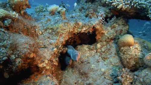 Yellow-Mouth Moray Eel
